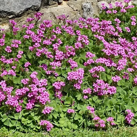 Illes Vendeghaz Gæstehus 3*