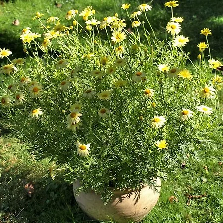 Gæstehus Illes Vendeghaz 3*