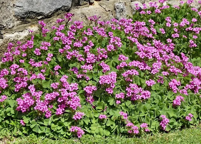 Illes Vendeghaz בית הארחה 3*