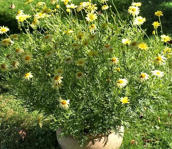 בית הארחה Illes Vendeghaz 3*